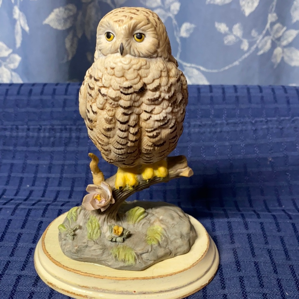 Handsome Owl